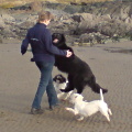 Dogs having fun on the beach in Ireland.
